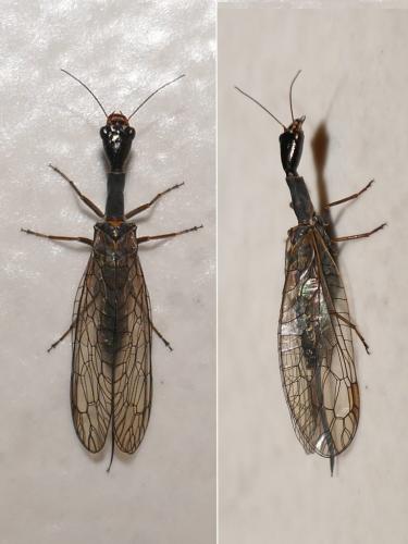 Réf. 279 996 : Xanthostigma xanthostigma
