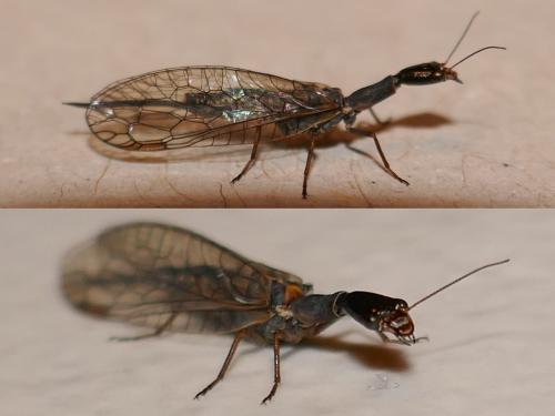 Réf. 279 997 : Xanthostigma xanthostigma