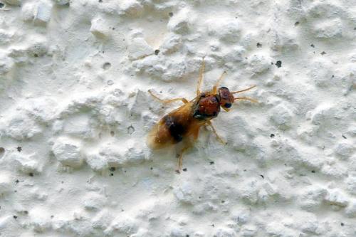 Hoplocampa sp.