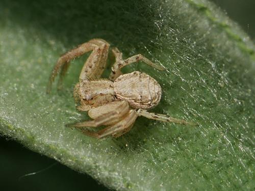 Xysticus sp.