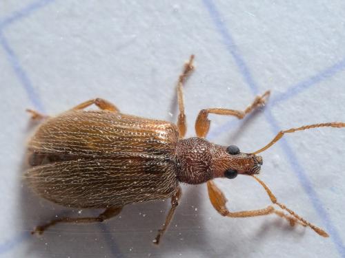 Réf. 279 574 : Phyllobius oblongus