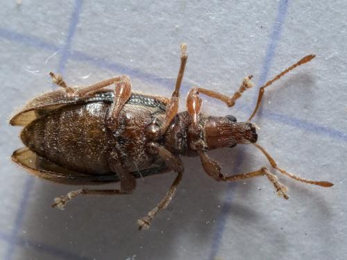 Réf. 279 577 : Phyllobius oblongus