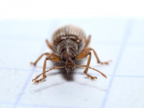 Réf. 279 576 : Phyllobius oblongus