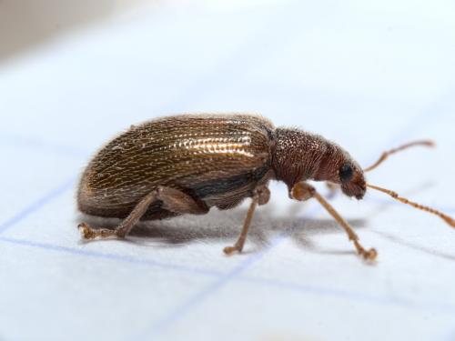 Réf. 279 575 : Phyllobius oblongus