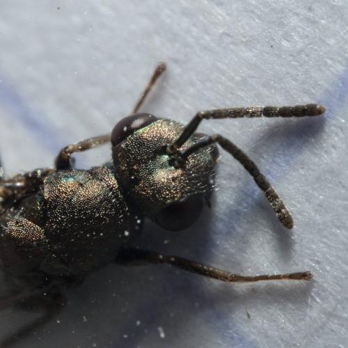 Réf. 279 701 : Aggelma spiracularis