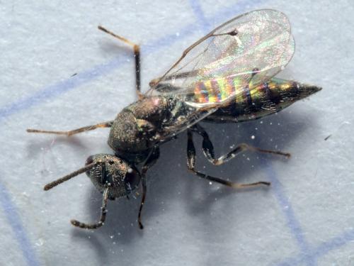 Aggelma spiracularis