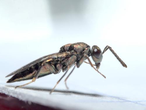 Réf. 279 698 : Aggelma spiracularis