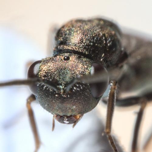 Aggelma spiracularis