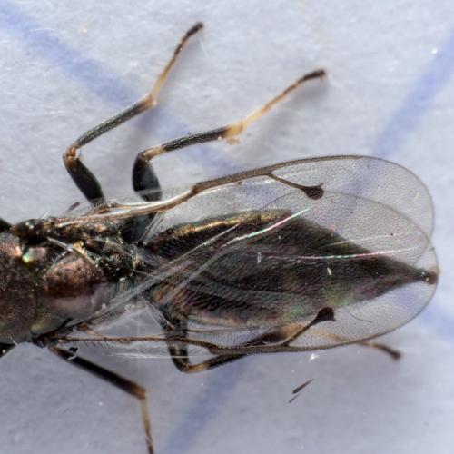 Réf. 279 808 : Aggelma spiracularis
