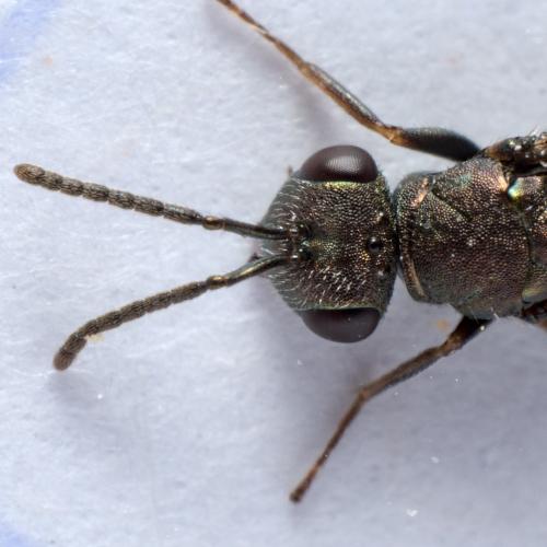 Réf. 279 807 : Aggelma spiracularis