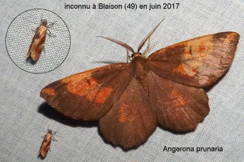 Epicallima formosella