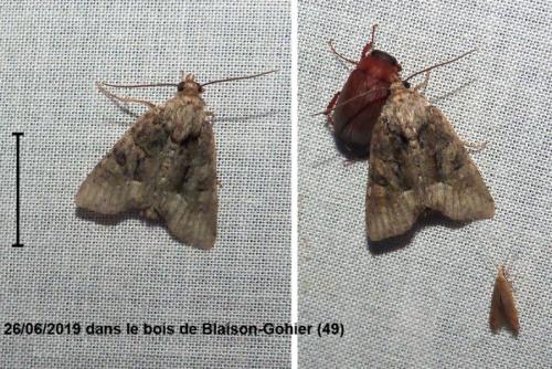 Oligia sp.