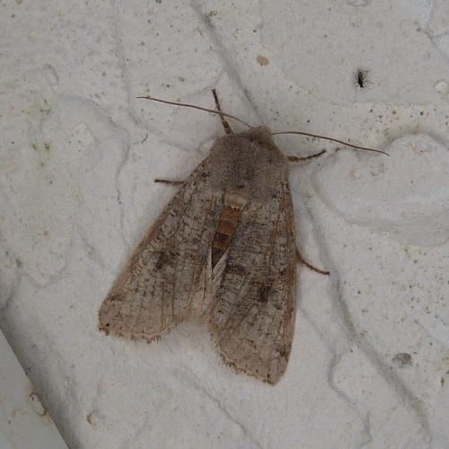 Réf. 279 147 : Orthosia incerta