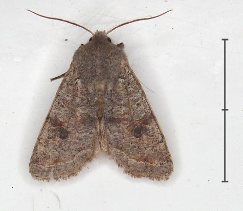 Réf. 279 431 : Orthosia incerta