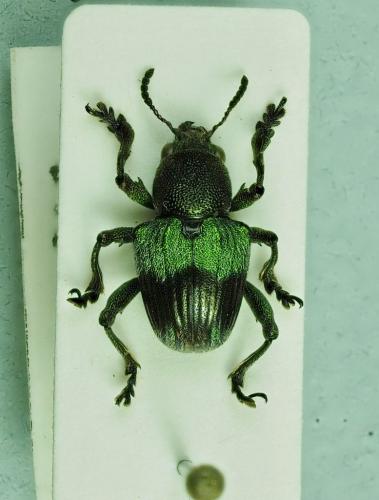 Réf. 279 854 : Pseudocolaspis timiliathus
