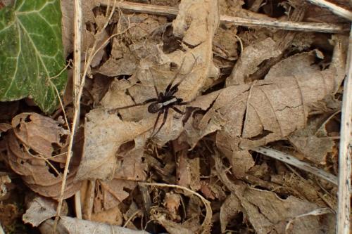 Pardosa sp.