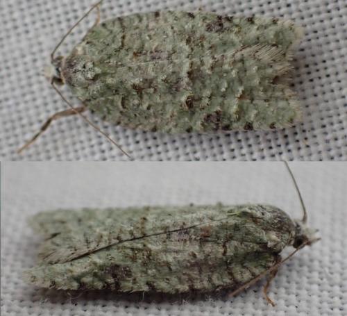 Acleris literana