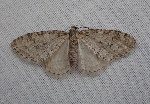 Réf. 279 218 : Trichopteryx carpinata
