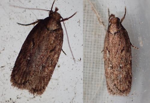 Réf. 279 152 : Depressaria albipunctella