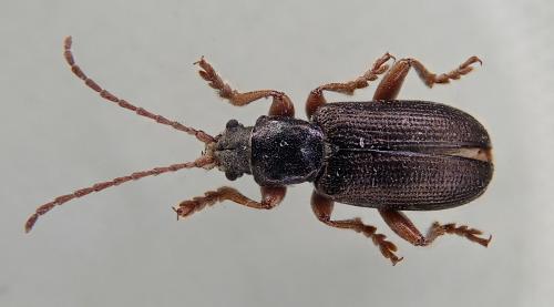 Plateumaris affinis
