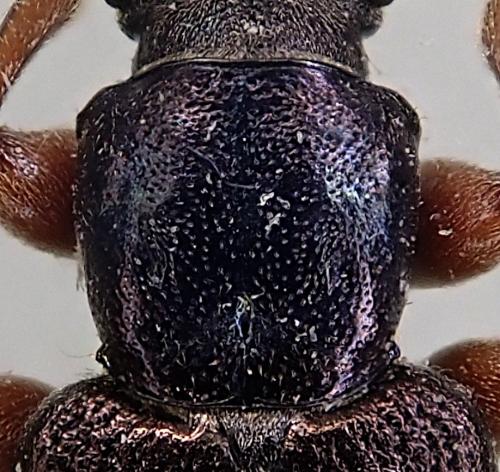 Plateumaris affinis