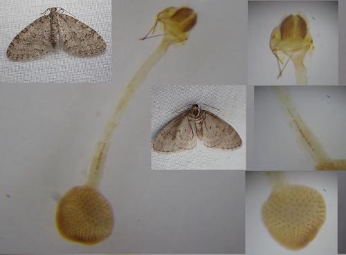 Réf. 279 219 : Trichopteryx carpinata