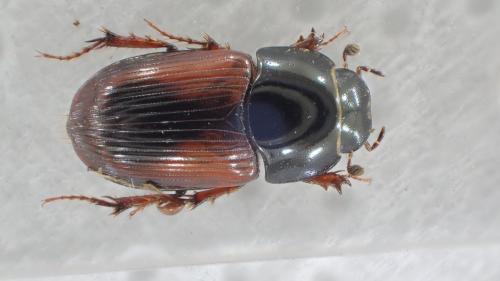 Biralus satellitius