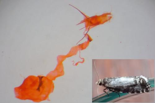 Réf. 279 640 : Epinotia tedella