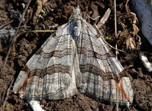 Aplocera sp.