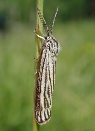 Réf. 279 890 : Coscinia striata