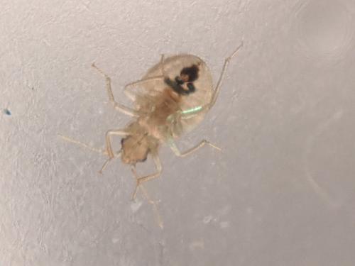 Cimex lectularius