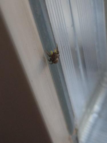 Heliophanus tribulosus