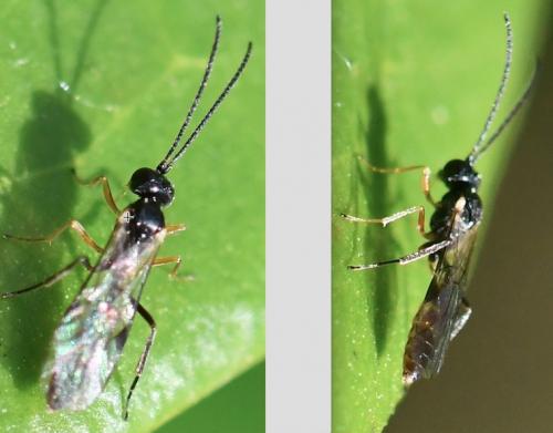 Réf. 279 082 : Phygadeuontinae inconnu