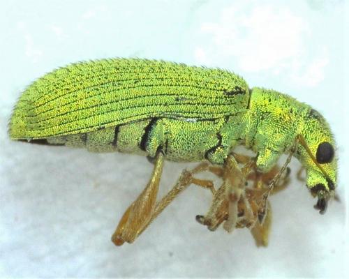Réf. 279 955 : Polydrusus impressifrons
