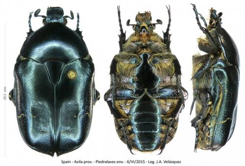 Réf. 279 664 : Potosia cuprea
