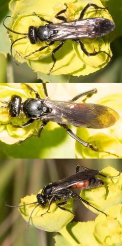 Priocnemis sp.