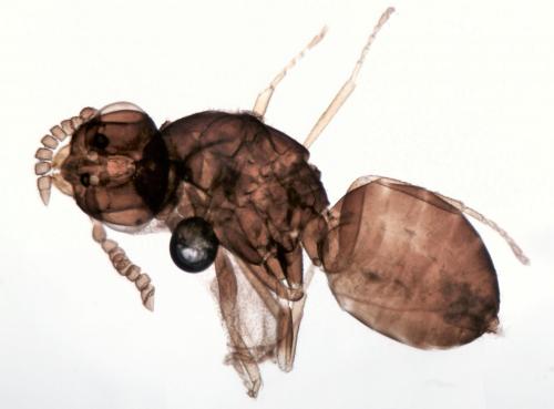 Gastrancistrus sp.