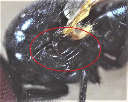 Silba fumosa
