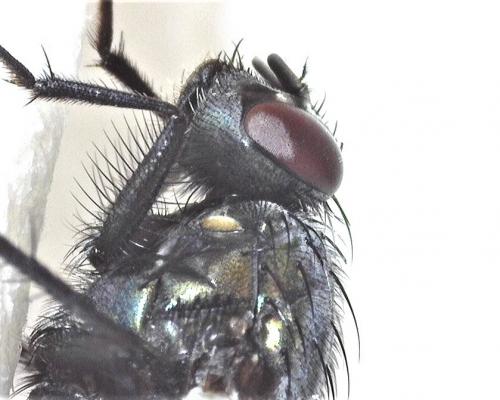 Réf. 279 288 : Eudasyphora cyanella