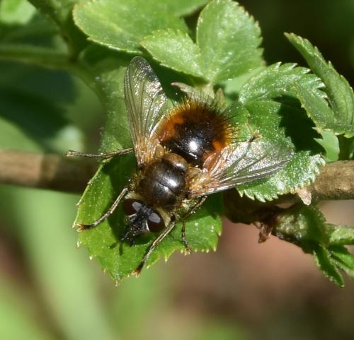 Réf. 279 847 : Tachina sp.