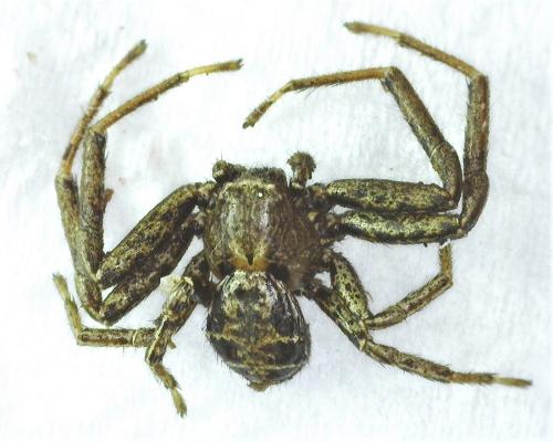 Réf. 279 209 : Xysticus acerbus