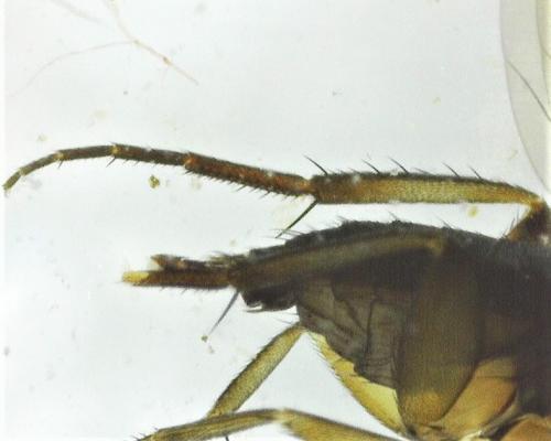 Megaselia sp.