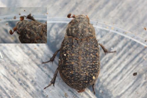 Trox sabulosus