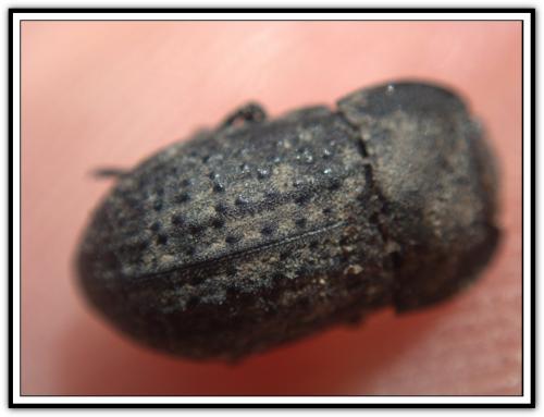 Réf. 279 086 : Opatrum sabulosum
