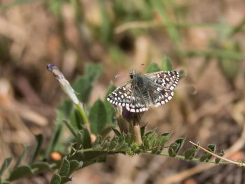 Réf. 279 080 : Pyrgus malvoides