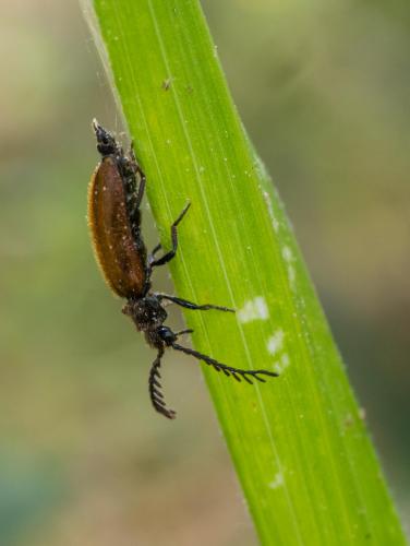 Drilus flavescens