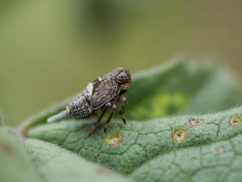 Issus coleoptratus