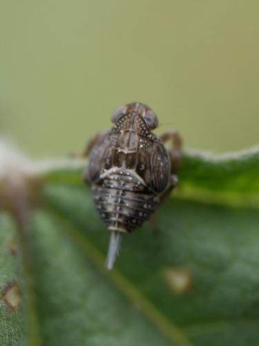 Réf. 279 212 : Issus coleoptratus