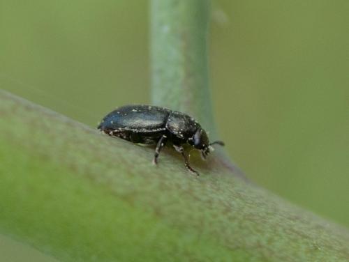 Meligethinae