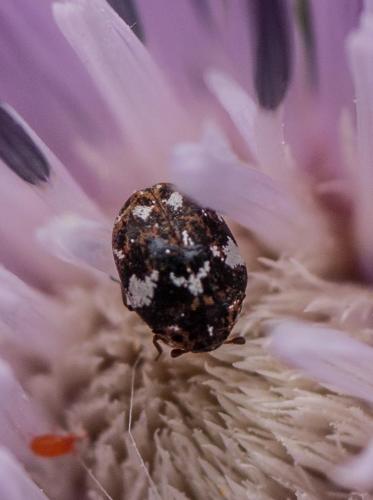 Réf. 279 356 : Anthrenus sp.
